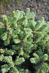 Dwarf Blue Rocky Mountain Fir (Abies lasiocarpa 'Glauca Compacta') at Echter's Nursery & Garden Center