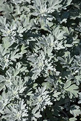 Silver Brocade Artemisia (Artemisia stelleriana 'Silver Brocade') at Echter's Nursery & Garden Center