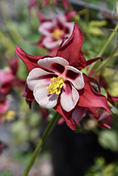 Swan Red and White Columbine (Aquilegia 'Swan Red and White') at Echter's Nursery & Garden Center