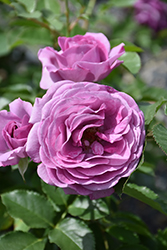 Violet's Pride Rose (Rosa 'WEKwibysicpep') at Echter's Nursery & Garden Center