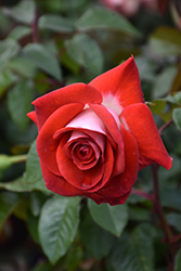 Smokin' Hot Rose (Rosa 'WEKmopaga') at Echter's Nursery & Garden Center