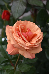 Anna's Promise Rose (Rosa 'WEKdoofat') at Echter's Nursery & Garden Center