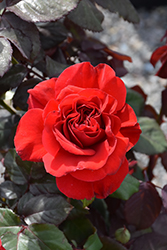 Legends Rose (Rosa 'Legends') at Echter's Nursery & Garden Center