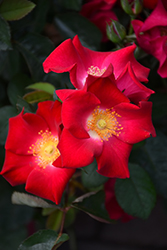 Screaming Neon Red Rose (Rosa 'BAIneon') at Echter's Nursery & Garden Center