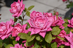 Pink Double Knock Out Rose (Rosa 'Radtkopink') at Echter's Nursery & Garden Center