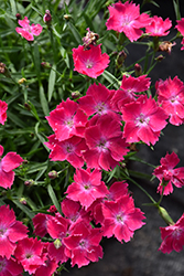 Beauties Kahori Scarlet Pinks (Dianthus 'Kahori Scarlet') at Echter's Nursery & Garden Center