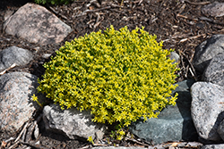 Golden Moss Stonecrop (Sedum acre 'Aureum') at Echter's Nursery & Garden Center