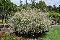 Tricolor Willow (Salix integra 'Hakuro Nishiki') at Echter's Nursery & Garden Center