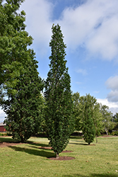 Skinny Genes Oak (Quercus 'JFS-KW2QX') at Echter's Nursery & Garden Center