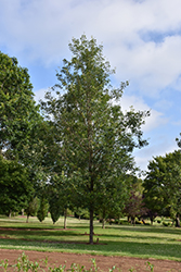 Cobblestone Bur Oak (Quercus macrocarpa 'JFS-KW14') at Echter's Nursery & Garden Center