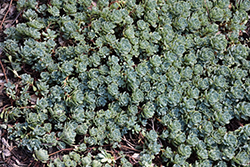 Gray Stonecrop (Sedum pachyclados) at Echter's Nursery & Garden Center