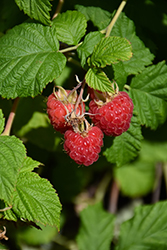 Raspberry Shortcake Raspberry (Rubus 'NR7') at Echter's Nursery & Garden Center