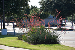 Red Yucca (Hesperaloe parviflora) at Echter's Nursery & Garden Center