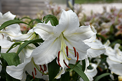 Casa Blanca Lily (Lilium 'Casa Blanca') at Echter's Nursery & Garden Center