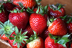 Ozark Beauty Strawberry (Fragaria 'Ozark Beauty') at Echter's Nursery & Garden Center