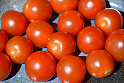 Sweet 100 Tomato (Solanum lycopersicum 'Sweet 100') at Echter's Nursery & Garden Center