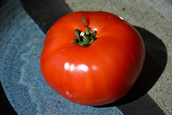 Bush Early Girl Tomato (Solanum lycopersicum 'Bush Early Girl') at Echter's Nursery & Garden Center