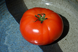 Super Fantastic Tomato (Solanum lycopersicum 'Super Fantastic') at Echter's Nursery & Garden Center