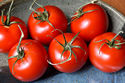 Patio Tomato (Solanum lycopersicum 'Patio') at Echter's Nursery & Garden Center