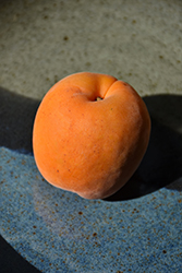 Chinese Apricot (Prunus armeniaca 'Chinese') at Echter's Nursery & Garden Center