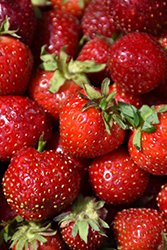 Quinault Strawberry (Fragaria 'Quinault') at Echter's Nursery & Garden Center