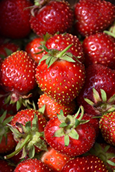 Eversweet Strawberry (Fragaria 'Eversweet') at Echter's Nursery & Garden Center