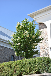 Ivory Pillar Japanese Tree Lilac (Syringa reticulata 'Willamette') at Echter's Nursery & Garden Center