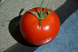 Early Girl Tomato (Solanum lycopersicum 'Early Girl') at Echter's Nursery & Garden Center