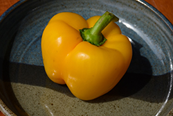 Golden California Sweet Pepper (Capsicum annuum 'Golden California') at Echter's Nursery & Garden Center