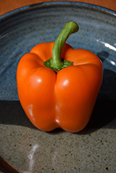Orange Bell Pepper (Capsicum annuum 'Orange Bell') at Echter's Nursery & Garden Center