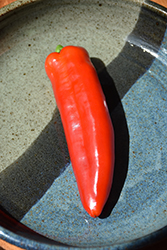 NuMex Big Jim Hot Pepper (Capsicum annuum 'Big Jim') at Echter's Nursery & Garden Center