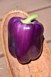 Purple Beauty Pepper (Capsicum annuum 'Purple Beauty') at Echter's Nursery & Garden Center