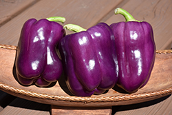 Purple Bell Pepper (Capsicum annuum 'Purple Bell') at Echter's Nursery & Garden Center