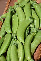 Sugar Snap Pea (Pisum sativum var. saccharatum 'Sugar Snap') at Echter's Nursery & Garden Center