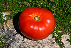 Mortgage Lifter Tomato (Solanum lycopersicum 'Mortgage Lifter') at Echter's Nursery & Garden Center