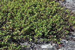 Bearberry (Arctostaphylos uva-ursi) at Echter's Nursery & Garden Center