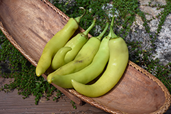 Banana Pepper (Capsicum annuum 'Banana') at Echter's Nursery & Garden Center