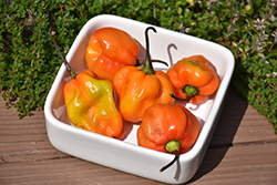Habanero Orange Pepper (Capsicum chinense 'Habanero Orange') at Echter's Nursery & Garden Center