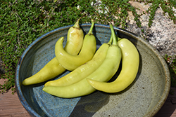 Sweet Banana Pepper (Capsicum annuum 'Sweet Banana') at Echter's Nursery & Garden Center