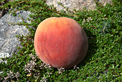 Frost Peach (Prunus persica 'Frost') at Echter's Nursery & Garden Center