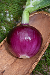 Red Carpet Onion (Allium cepa 'Red Carpet') at Echter's Nursery & Garden Center