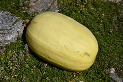 Vegetable Spaghetti Squash (Cucurbita pepo var. fastigiata) at Echter's Nursery & Garden Center