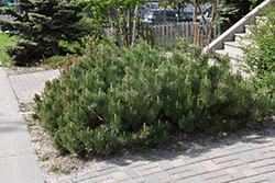 Dwarf Mugo Pine (Pinus mugo var. pumilio) at Echter's Nursery & Garden Center