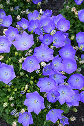 Rapido Blue Bellflower (Campanula carpatica 'Rapido Blue') at Echter's Nursery & Garden Center