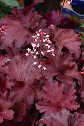 Forever Red Coral Bells (Heuchera 'Forever Red') at Echter's Nursery & Garden Center