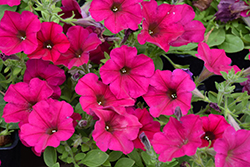 Wave Carmine Velour Petunia (Petunia 'PAS1302763') at Echter's Nursery & Garden Center