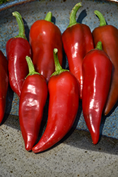 Flaming Flare Hot Pepper (Capsicum annuum 'Flaming Flare') at Echter's Nursery & Garden Center