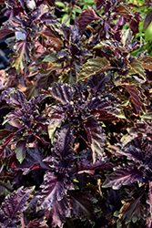 Purple Ruffles Basil (Ocimum basilicum 'Purple Ruffles') at Echter's Nursery & Garden Center