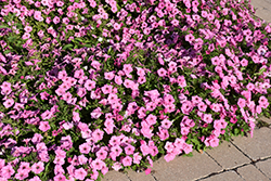 Easy Wave Pink Passion Petunia (Petunia 'Easy Wave Pink Passion') at Echter's Nursery & Garden Center