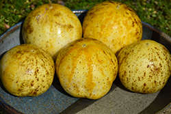 Lemon Apple Cucumber (Cucumis sativus 'Lemon Apple') at Echter's Nursery & Garden Center